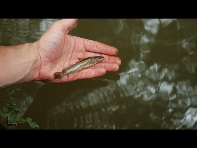 Catching Micro Catfish in the Jungle!/ Boatless Angler EP3 