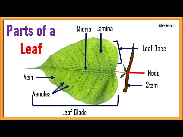 Parts Of A Leaf For Kids