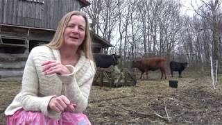 Cattle warts - a natural cure experiment Part 1