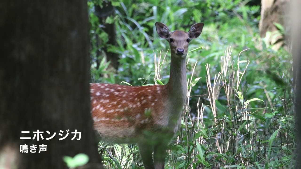 鹿 の 鳴き声