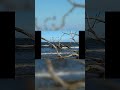 Waves & Wood: A Stunning Contrast on Driftwood Beach