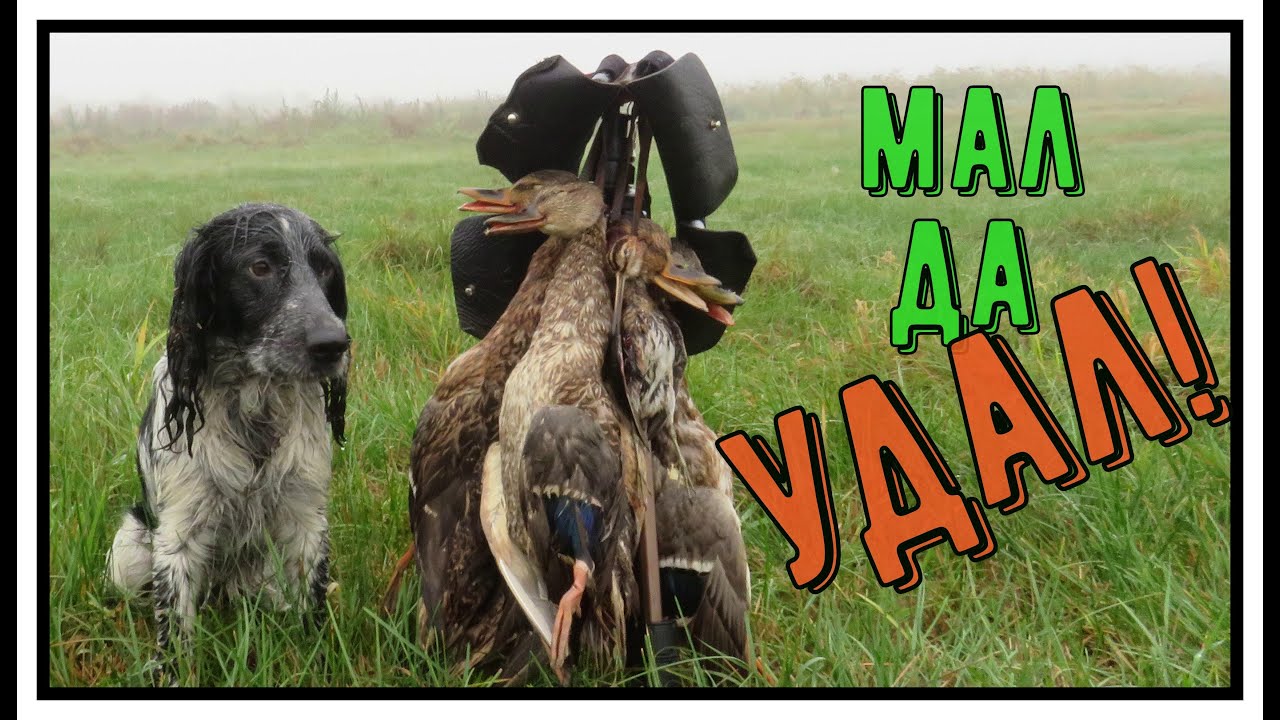 СОБАКА моей МЕЧТЫ!!На УТКУ можно в ТАПОЧКАХ охотиться!!))БРИК и ТОЗ 34!