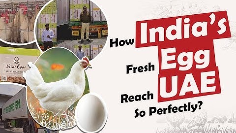 How Eggs are Exported from India to UAE | Full Export Process Explained | Nikosi Exports