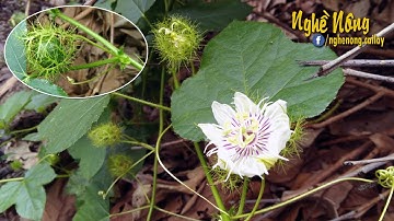 Công dụng của Cây nhãn lồng đối với sức khỏe