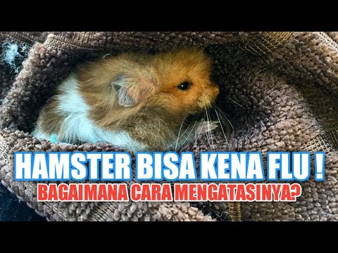 Video: Cara Merawat Hamster Selsema