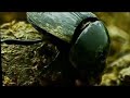 Insectia part 1 living art insect documentary