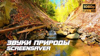 Живая природа - Ручей | Звуки природы | Звуки ручья | Шум воды | Релаксация | Антистресс | Заставка