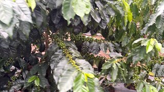 Kebun kopi Arabika sistem pagar Lampung Barat
