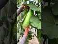 Harvesting fresh green gourds from lush vines in a Greenhouse on a sunny morning with scissors