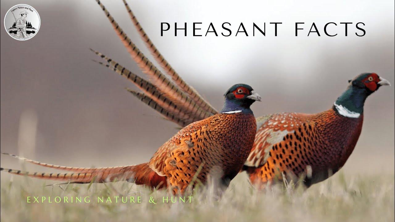 facts-about-pheasant-what-does-a-pheasant-look-like-pheasant-facts