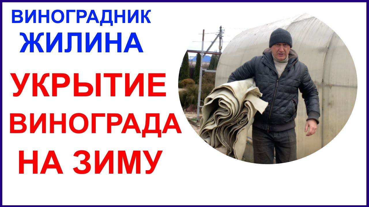 Как укрыть виноградник для зимовки в Подмосковье. Улица и теплица.