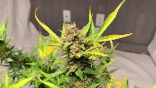 Peg City Cannabis In the veg room with the TNB Naturals Co2 Enhancer canister - Cheese Auto Update