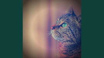 Pulsating Music for Sleepy Kittens