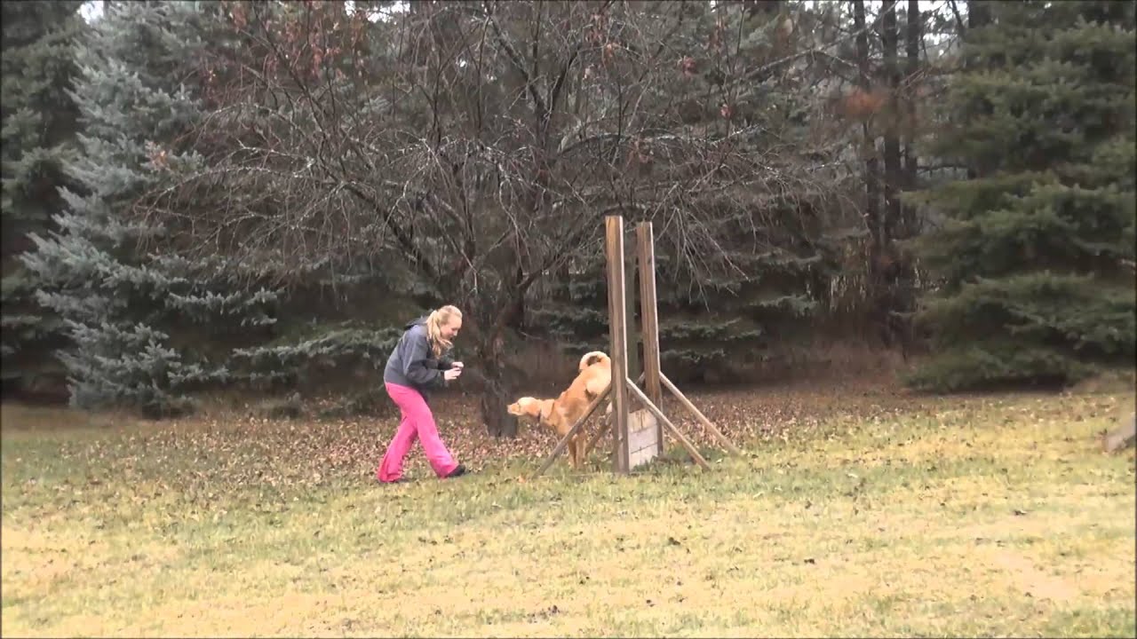 Sebastian (Golden Retriever) Dog Training Boot Camp Video YouTube