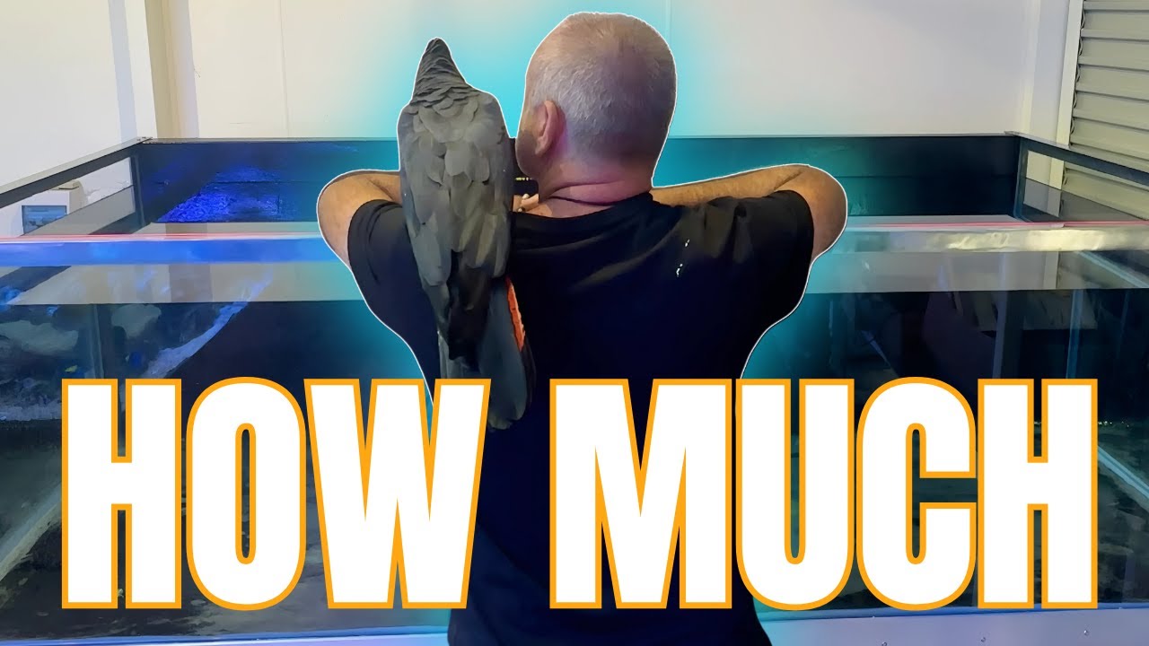 СКОЛЬКО СТОИТ ФАНЕРНЫЙ АКВАРИУМ?