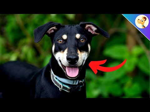 Vidéo: Les chiens sourient-ils?