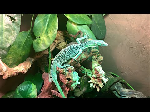 HUGE REPTILE Vivarium With POND For Geen TREE MONITOR
