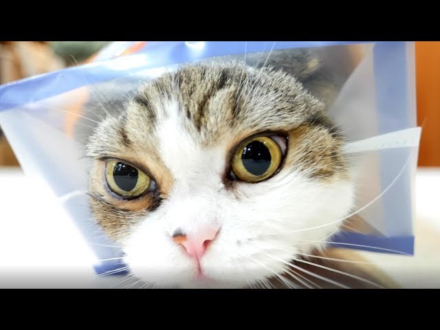 ハロウィンの準備をするねこ３。-Maru prepares for the Halloween 3.-