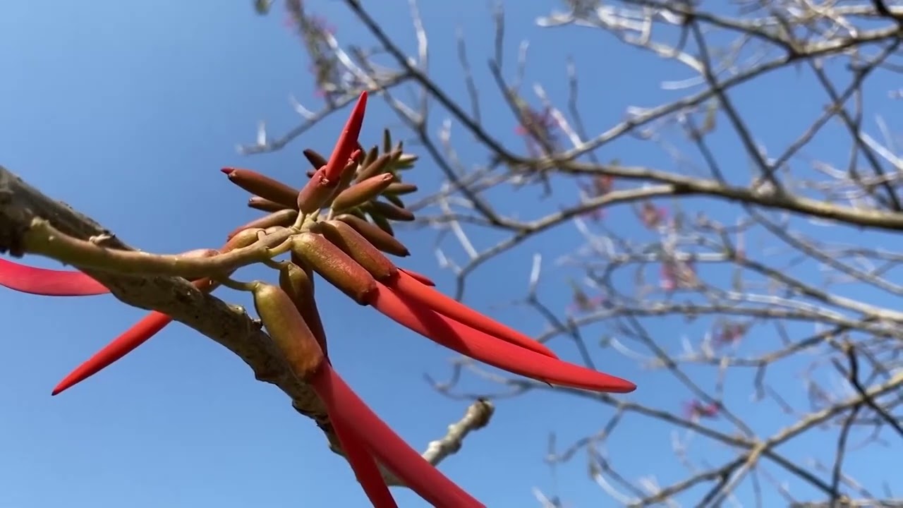 Hechos del Agro - Cosecha de pitos