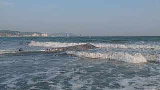 鎌倉の海岸にクジラ死骸 体長10メートル
