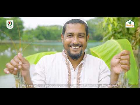 Golda Chingri Shamim Review | Mousumi RMTP Project Highlight