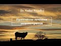 Принципы лечения эндометрита у коров.