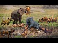 Elephant Vented His Anger When He Saw Wild Dogs | Wild Dog Regrets Teasing The Elephant