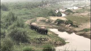 Rhino encounter at chitwan national park..near the rapti river  (arjun Shrestha)