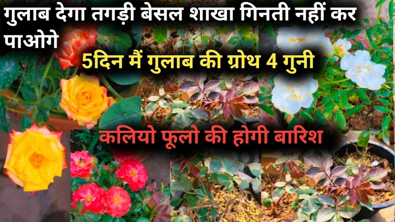 5 दिन में गुलाब फूलो कलियों से भर जायेंगे नये growth गिनते गिनते थक जाओगे बेसल ब्रांच की होगी बारिश 