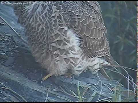 Eifel Peregrine Falcon Visits Lotte 3 of 3 live cam preview