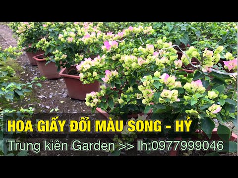 Video Bán hoa giấy đổi màu song huỷ - Trung kiên garden,... - youtube