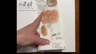 Strip-map for Your Journal