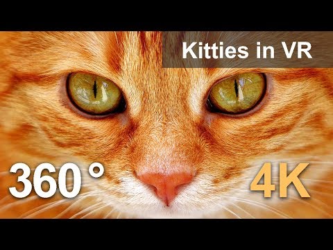 360-video,-kitties-in-vr.-cute-inhabitants-of-cat-cafe-in-moscow.-4k-video