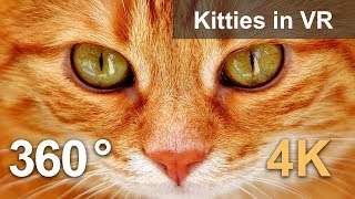 360 video, Kitties in VR. Cute inhabitants of cat cafe in Moscow. 4K video