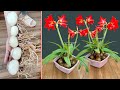 Brilliant red lily how to grow flowers to bloom super beautiful