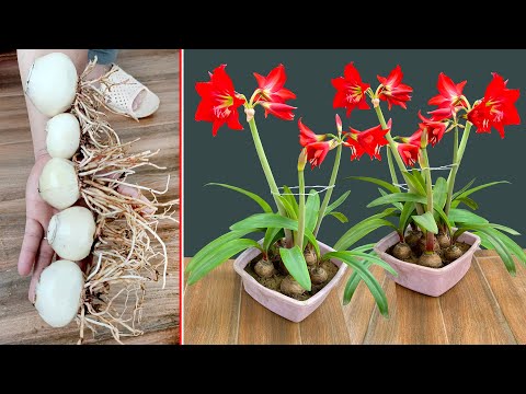 Video: Lilies: when to plant beautiful flowers