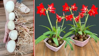 Brilliant red lily. How to grow flowers to bloom 'SUPER BEAUTIFUL'