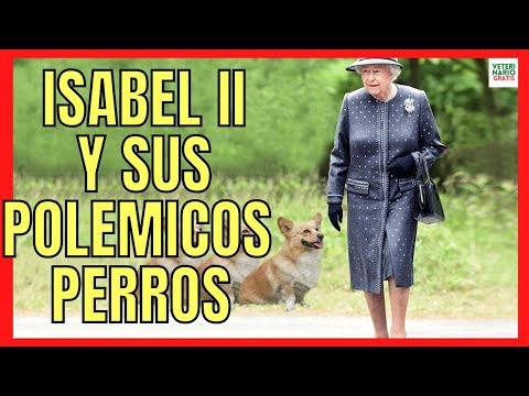 Video: 27 razas de perros de Inglaterra