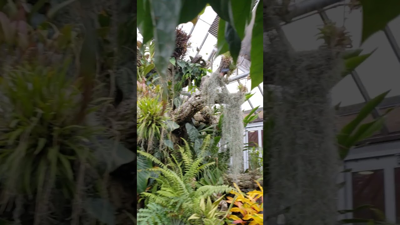 Permanent Tropical Display at the Chicago Botanic Garden Greenhouses, April 2023