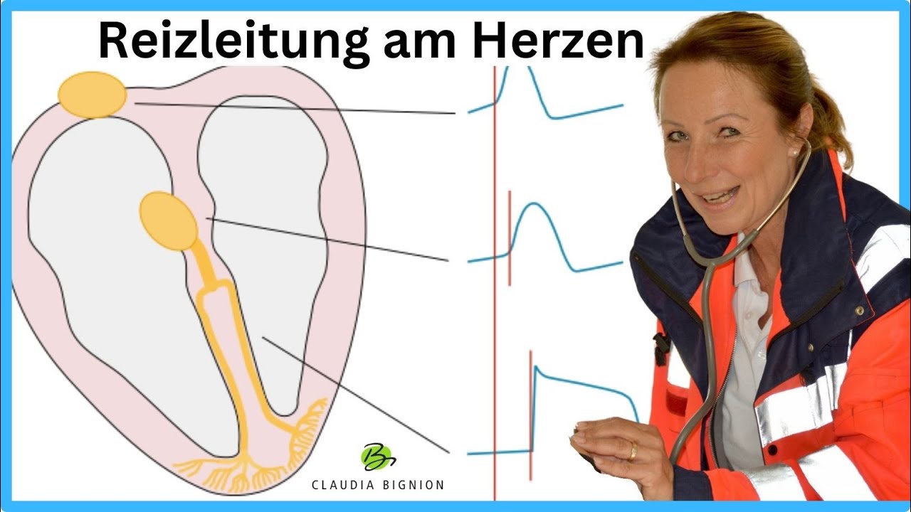 Reizleitungssystem Herz / kurz