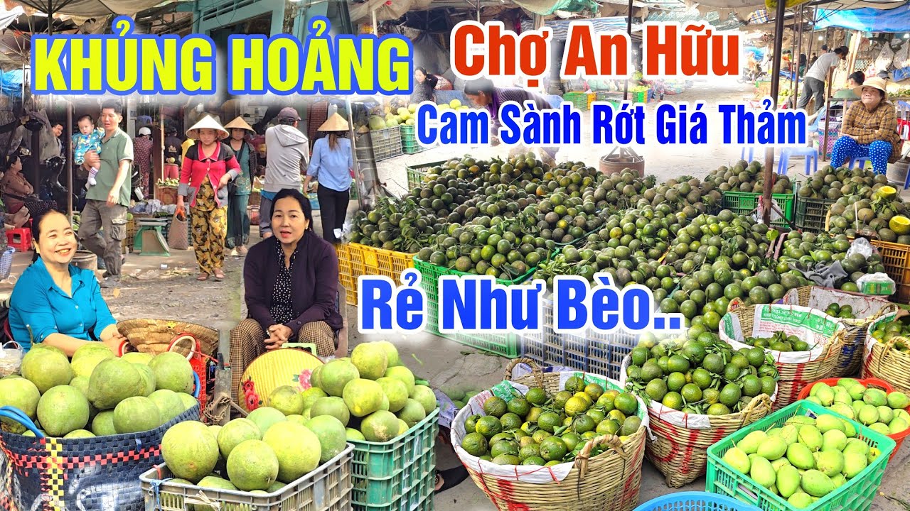 KHỦNG HOẢNG CẬN TẾT 2026 QUÁ THÊ THẢM CAM SÀNH RỚT GIÁ CHỈ 2K/Kg Ở CHỢ AN HỮU