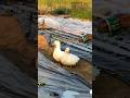 Cute ducks #duck #mypetdn #pertenakan #petduck #gachua #birds #animals #cute #goose #nature #memes