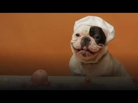 How to reduce or eliminate tear stains in pets