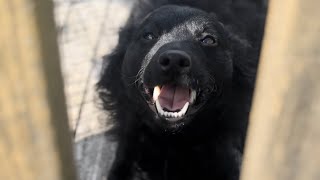 Beautiful and Rare Hungarian Mudi Dog Tries To Charm Me