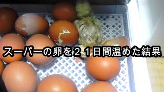 スーパーで買った卵を２１日間温めた結果　１００日後に食べられるヒヨコ　鶏肉と卵の自給自足