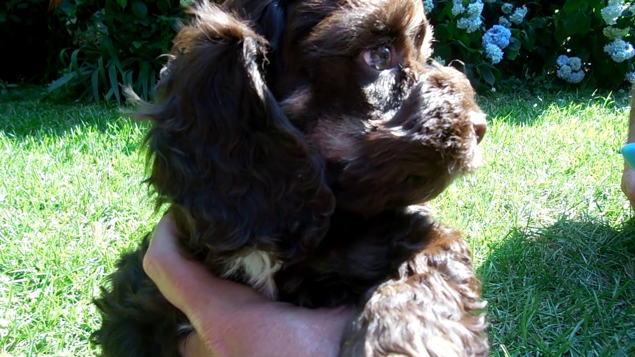 Cockapoo Puppies 5-28-19 - YouTube