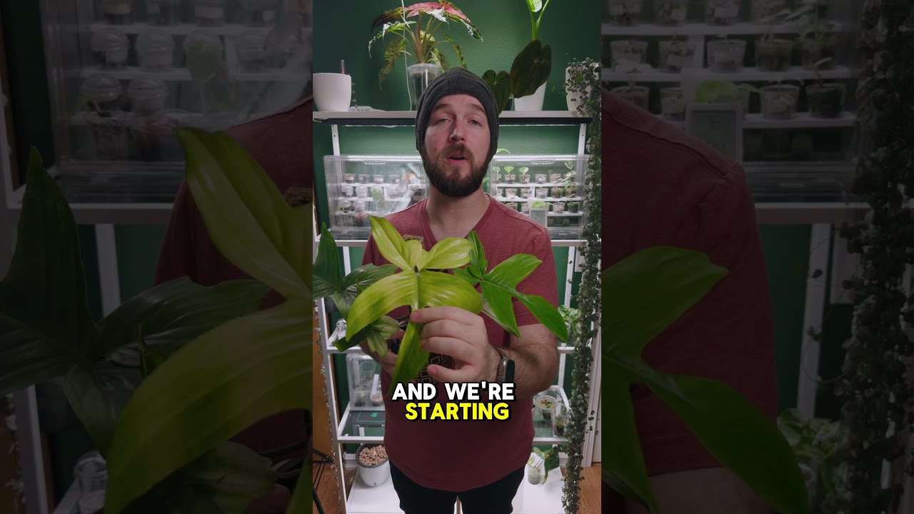 Насколько мощным должно быть освещение для растений? T5 против T8 