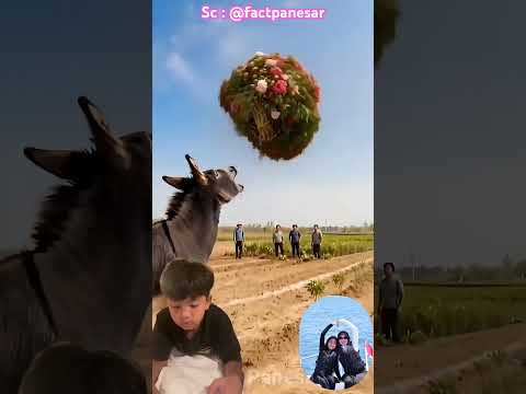Keledai bantu petani tanam Bunga mawar 🌹⁉️ @factpanesar