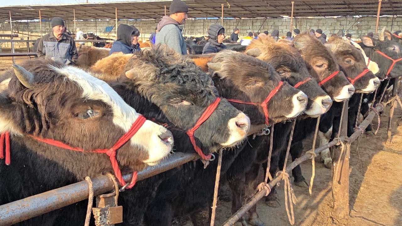 25 01 2026 МОЛБОЗОРИ ХУЧАНД ХУДЖАНД ТОЖИКИСТОН mol bozor  