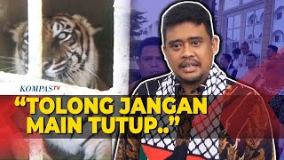 Bobby Nasution Jawab Desakan Medan Zoo Tutup Usai Kasus Harimau Mati